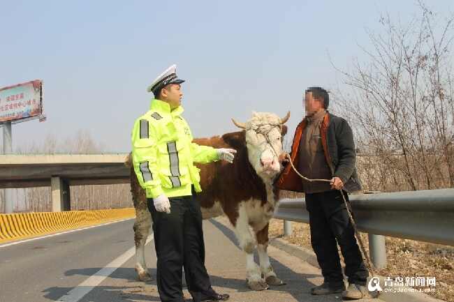 6旬老汉为抄近道骑牛上高速公路(图)